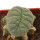 LOPHOPHORA alberto-vojtechii f. cristata