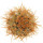 ECHINOCEREUS lindsayi f. yellow spines, illustrative photo