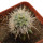 ECHINOCEREUS lindsayi f. yellow spines, grafted 