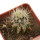 ECHINOCEREUS lindsayi f. yellow spines, grafted 