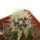 ECHINOCEREUS lindsayi f. yellow spines, grafted 