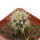 ECHINOCEREUS lindsayi f. yellow spines, grafted 