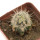 ECHINOCEREUS lindsayi f. yellow spines, grafted 