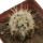 ECHINOCEREUS lindsayi f. yellow spines, grafted 