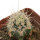 ECHINOCEREUS lindsayi f. yellow spines, grafted 