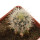ECHINOCEREUS lindsayi f. yellow spines, grafted 