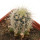 ECHINOCEREUS lindsayi f. yellow spines, grafted 