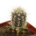 ECHINOCEREUS lindsayi f. yellow spines, grafted 