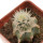 ECHINOCEREUS lindsayi f. yellow spines, grafted 