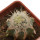 ECHINOCEREUS lindsayi f. yellow spines, grafted 