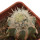 ECHINOCEREUS lindsayi f. yellow spines, grafted 