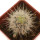 ECHINOCEREUS lindsayi f. yellow spines, grafted 