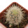 ECHINOCEREUS lindsayi f. yellow spines, grafted 