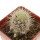 ECHINOCEREUS lindsayi f. yellow spines, grafted 