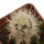ECHINOCEREUS lindsayi f. yellow spines, grafted 