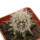 ECHINOCEREUS lindsayi f. yellow spines, grafted 