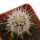 ECHINOCEREUS lindsayi f. yellow spines, grafted 