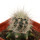 ECHINOCEREUS lindsayi f. yellow spines, grafted 