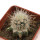 ECHINOCEREUS lindsayi f. yellow spines, grafted 