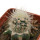 ECHINOCEREUS lindsayi f. yellow spines, grafted 