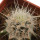 ECHINOCEREUS lindsayi f. yellow spines, grafted 