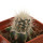 ECHINOCEREUS lindsayi f. yellow spines, grafted 
