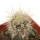 ECHINOCEREUS lindsayi f. yellow spines, grafted 