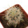 ECHINOCEREUS lindsayi f. yellow spines, grafted 