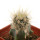 ECHINOCEREUS lindsayi f. yellow spines, grafted 