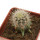 ECHINOCEREUS lindsayi f. yellow spines, grafted 
