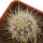 ECHINOCEREUS lindsayi f. yellow spines, grafted 