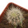 ECHINOCEREUS lindsayi f. yellow spines, grafted 