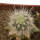 ECHINOCEREUS lindsayi f. yellow spines, grafted 