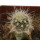 ECHINOCEREUS lindsayi f. yellow spines, grafted 