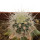 ECHINOCEREUS lindsayi f. yellow spines, grafted 