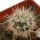 ECHINOCEREUS lindsayi f. yellow spines, grafted 