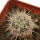 ECHINOCEREUS lindsayi f. yellow spines, grafted 