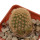BRACHYCEREUS  nesioticus, clone P1, grafted