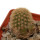 BRACHYCEREUS  nesioticus, clone P1, grafted