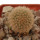 BRACHYCEREUS  nesioticus, clone P1, grafted