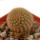 BRACHYCEREUS  nesioticus, clone P1, grafted