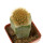 BRACHYCEREUS nesioticus, clone F, grafted