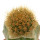 BRACHYCEREUS nesioticus, clone F, grafted