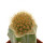 BRACHYCEREUS nesioticus, clone F, grafted