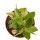 PACHYPODIUM brevicaule f. variegate leaf