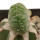 LOPHOPHORA alberto-vojtechii f. cristata, 7,5 cm pot