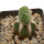 LOPHOPHORA alberto-vojtechii f. cristata, 7,5 cm pot