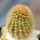 BRACHYCEREUS nesioticus clone P1, one pot, one plant