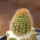 BRACHYCEREUS nesioticus clone P1, one pot, one plant