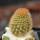 BRACHYCEREUS nesioticus clone P1, one pot, one plant